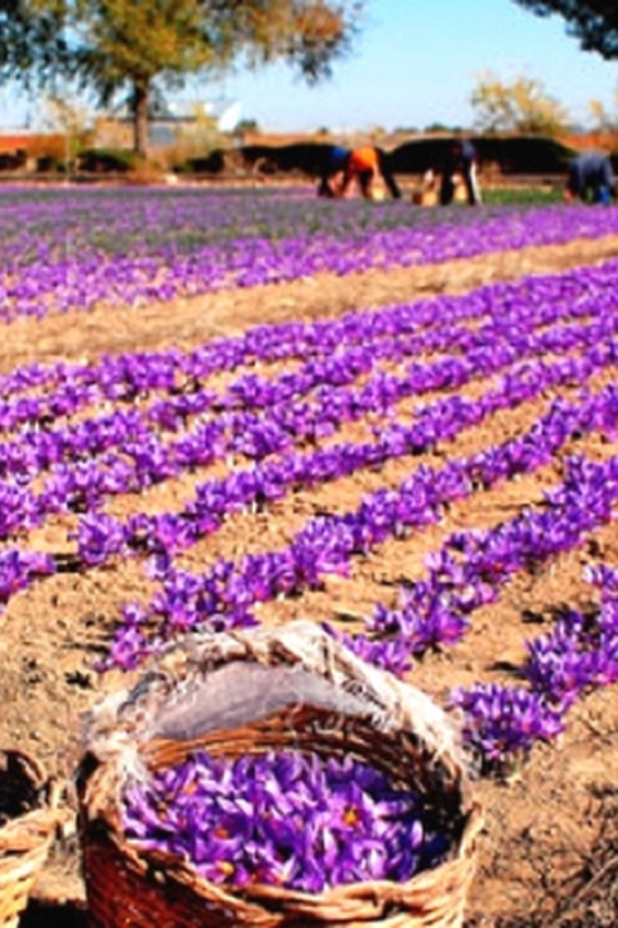 E-Bike Tour The Saffron Harvest 8 days Taroudant Taliouine